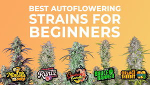 The Best Autoflowering Strains for Beginners