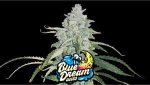 Blue Dream Auto Cannabis Strain Week-by-Week Guide