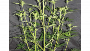 Wie kontrolliert man das Hochwachsen von Cannabispflanzen