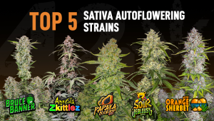 Die Top 5 Besten Sativa Autoflower Sorten