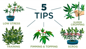 5 Meilleurs Conseils Pour Faire Pousser Du Cannabis