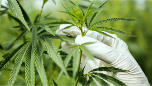 Cultivo de tejidos de plantas de cannabis: ¿Qué es?