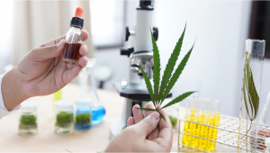 The Next Five Years to See a Boom in Cannabis Pharmaceuticals