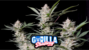 Strawberry Gorilla Auto Cannabissorte: Woche-für-Woche-Anleitung