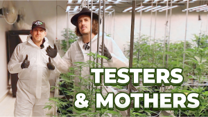 Nos bastidores: Os nossos testadores e as plantas-mãe