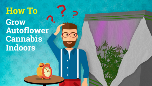 How to Grow Autoflower Cannabis Indoors