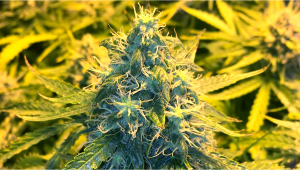 Guía semanal de la variedad de cannabis Chemdawg Auto