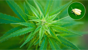 Parassiti più Comuni nella Cannabis: Mosche Bianche