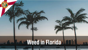 Weed in Florida: Cannabis Legal Status Guide