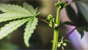 Was ist hermaphroditisches Cannabis?