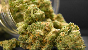 Quel est le rendement des plantes de cannabis à floraison automatique ?