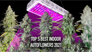The Top 5 Best Indoor Autoflower Strains