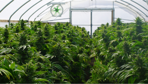  Cultivo de cannabis al aire libre: cómo construir un invernadero
