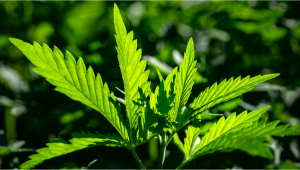 Miglior Ciclo Luminoso Per La Cannabis Durante La Fase Vegetativa