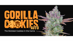 Gorilla Cookies Auto is now released!