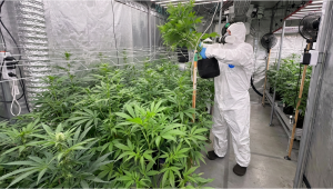 Ελεγχόμενη Γονιμοποίηση για Γενετική Σταθερότητα