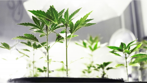 Como Lidar Com O Lento Crescimento Da Cannabis
