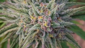 Les Bases de la Cultivation en Terre d’une Autofloraison, de la Graine à la Récolte