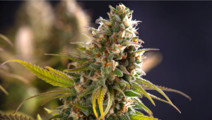 Was ist autoflowering Cannabis? Eine Fast Buds Fibel