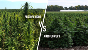 Les Photopériodiques Vs. Autofloraisons - Laquelle est le meilleur?