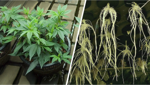 Cultivo de cannabis: Hidroponía vs Aeroponía