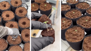 Daily Work at Fast Buds Breeding Facilities