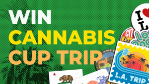 Gewinnen Sie eine unglaubliche Reise zum HIGH TIMES Cannabis Cup in L.A.