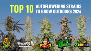 Die Top 10 Autoflowering-Sorten für den Outdoor-Anbau (2024)