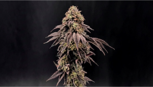 Garlic Mint Sherbet spaja sirovu snagu s kompleksnim aromama