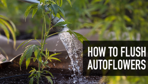 How To Flush Your Autoflowering Cannabis Plants