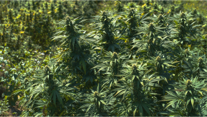 How To Grow Autoflowering Cannabis Outdoors TEST