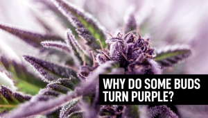 Why Do Some Cannabis Buds Turn Purple?