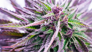 Purple Weed, Come Funzionano le Cime Viola?