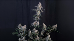 Genetica de ultimă generație: Unde campionii se întâlnesc