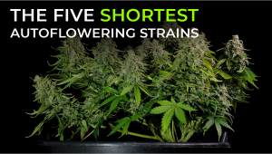 The Five Shortest Autoflower Strains - A Fast Buds Guide