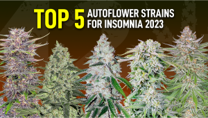 Die 5 besten Autoflower-Sorten gegen Schlaflosigkeit