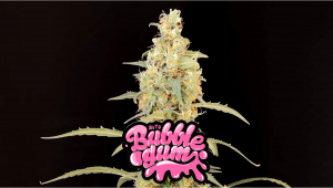 BubbleGum Auto Cannabis Strain Week-by-Week Guide