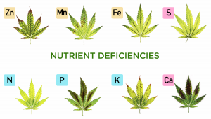 Different Types of Cannabis Plant Nutrient Deficiencies