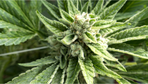 OG Kush Auto Cannabis Strain Week-by-Week Guide
