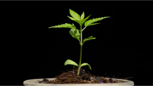 Common Cannabis Seedling Problems and How To Fix Them