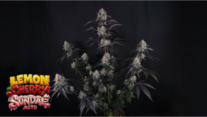 Lemon Cherry Sundae Auto: Actualizare axată pe producție