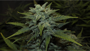 Chemdawg Auto Cannabis Strain Week-by-Week Guide