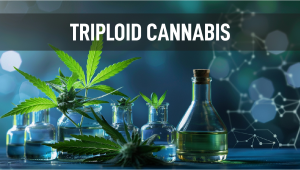 The Potential of Triploid Genetics in Revolutionizing the Cannabis Industry