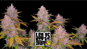 LSD-25 Auto Cannabis Strain Week-by-Week Guide