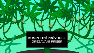 Kompletní průvodce ořezávání příšer