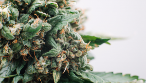 Le Cycle de vie dune Plante de Cannabis Autofloraison