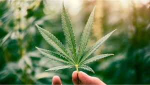 Limportance des feuilles de cannabis