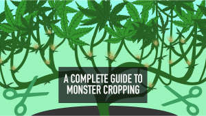 Guia de Cannabis: Monster Cropping