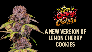 New version of Lemon Cherry Cookies Auto