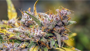 Auto flower weed grow guide